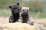 CAIRN TERRIER 170
